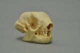 Bradypus tridactylus Skull Replica