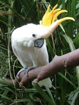CC-Cockatoo-1-1600x2124
