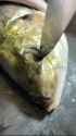 tasty moldy fish_thumb.jpg
