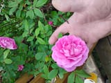 rosespecimen