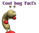 cool bug