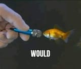 would_fish