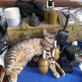 military cat_1690473413928826