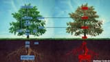 1a Christogenea - The Two Tree Seedlines