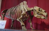 Toxodon platensis