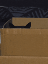 cat-peeking