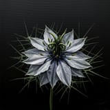 1744952135_imagen_textured_thickpaint_acrylic_minimalist_depiction_of_a_nigella_sativa_flower_