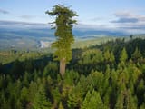 mountain ash