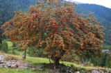 Mountain Ash