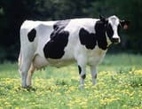 cattle