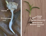 Maize-germination-roots-2000px3