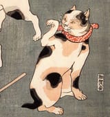 japanese-gay-cat