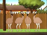emu