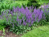 salvia.maynight-396354012