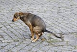 dogshit