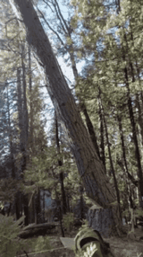 yell-timber