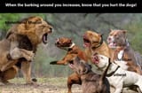 kafir_dogs