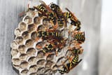 wasp-nest