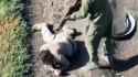 The mysterious Russian soul, they say. 17-07-2025 A wounded Russian soldier was trying to surrender. Russian comrade approached and executed him HD CHUG_thumb.jpg
