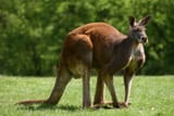 Australian Rabbit