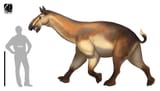 Xenorhinotherium