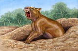 Mesotherium