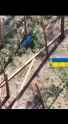 Ukrainian FPV drone flew straight into the trench of the Russians, but did not explode, after which this mega brain took the drone 17-07-2025 beat against a tree CHUG_thumb.jpg