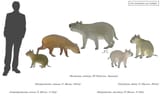 Mesotheres