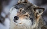 fluffywoof