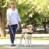 international-guide-dog-day