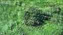 On the Kursk front, fighters from the border guard brigade Steel Border used drones to destroy a Russian assault group, preventing the enemy 17-07-2025 HD_thumb.jpg