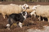 Working-dogs-herding