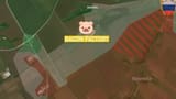 kingpig