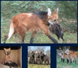 maned wolf