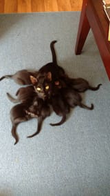 kothulhu