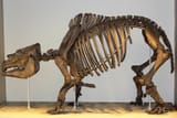 Toxodon platensis
