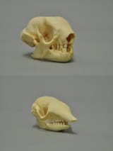 Pale-Throated Three-Toed Sloth Skull &amp; Six-Banded Armadillo Skull