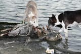 Dogs-eating-corpses-near-ganges