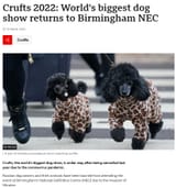 dog