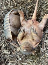 Sleeping Six-Banded Armadillo