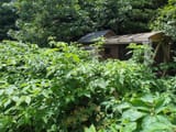 bushes