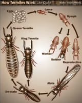 Termite Lifecycle