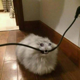 Screenshot 2025-07-11 at 22-15-30 cat chewing cable meme - Google Search