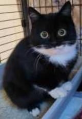 spooked-cat