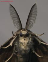 mothman