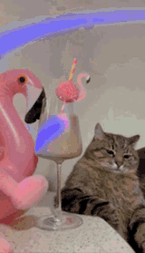 sunakook-cat