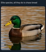 070725dailystormermeme51