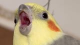 shock