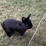 thump-bunny
