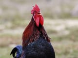 Rooster_crowing